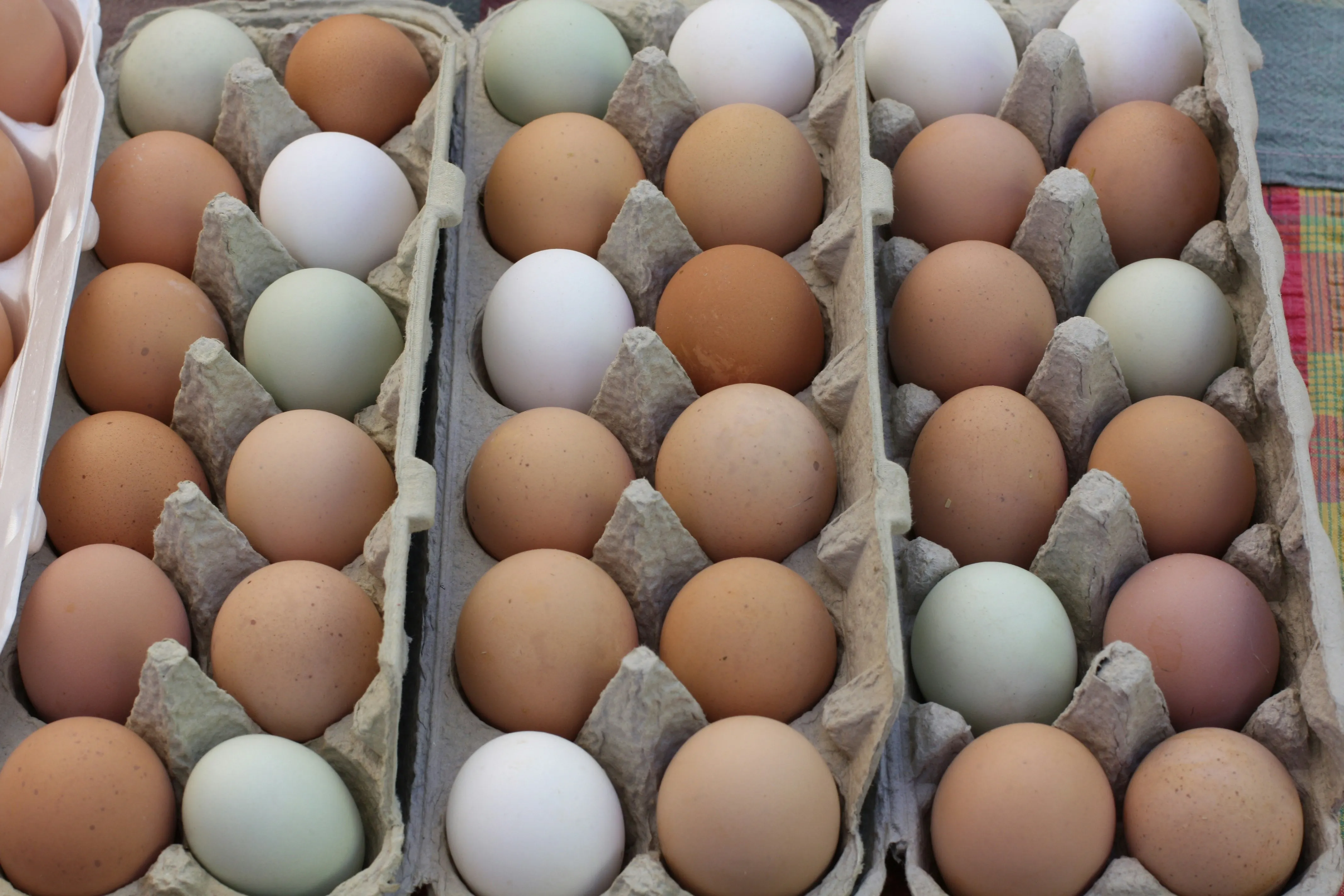 Cartons of eggs by Dulcey Lima on Unsplash Cartons of eggs by Dulcey Lima on Unsplash